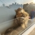 2 yaşında British Longhair ücretsiz sahiplendirecegim fotoğraf