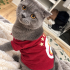 Ücretsiz sahiplenme Scottish kedi fotoğraf