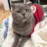 Ücretsiz sahiplenme Scottish kedi fotoğraf