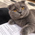 Ücretsiz sahiplenme Scottish kedi fotoğraf