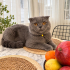 Ücretsiz sahiplenme Scottish kedi fotoğraf