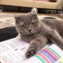 Ücretsiz sahiplenme Scottish kedi fotoğraf