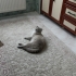 Sütlaç evin neşesi fotoğraf