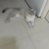 Sütlaç evin neşesi fotoğraf