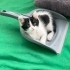 Üç kardeş yaşamayı seçti🐾 fotoğraf