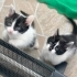 Üç kardeş yaşamayı seçti🐾 fotoğraf