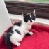 Üç kardeş yaşamayı seçti🐾 fotoğraf