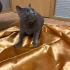 Suzan yeni yuvasını arıyor fotoğraf