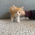 Papatya yuva arıyor fotoğraf