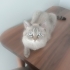 Can dostumu emanet edebileceğim aile arıyorum fotoğraf