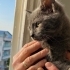 kalıcı yuva arıyor fotoğraf
