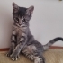 Yavru özel kedi fotoğraf
