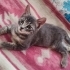 Yavru özel kedi fotoğraf
