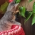 Yavru özel kedi fotoğraf