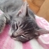 Yavru özel kedi fotoğraf
