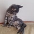 Yavru özel kedi fotoğraf