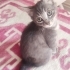 Yavru özel kedi fotoğraf
