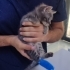 Yavru özel kedi fotoğraf
