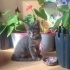 Yavru özel kedi fotoğraf
