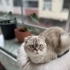 “Sevgi dolu aile arayan Scottish Fold kedimiz” fotoğraf