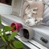 “Sevgi dolu aile arayan Scottish Fold kedimiz” fotoğraf