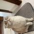 “Sevgi dolu aile arayan Scottish Fold kedimiz” fotoğraf