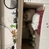 “Sevgi dolu aile arayan Scottish Fold kedimiz” fotoğraf