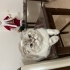 “Sevgi dolu aile arayan Scottish Fold kedimiz” fotoğraf