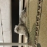 “Sevgi dolu aile arayan Scottish Fold kedimiz” fotoğraf