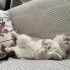“Sevgi dolu aile arayan Scottish Fold kedimiz” fotoğraf