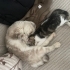 “Sevgi dolu aile arayan Scottish Fold kedimiz” fotoğraf
