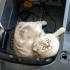 “Sevgi dolu aile arayan Scottish Fold kedimiz” fotoğraf