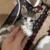 Enerjik, Akıllı ve Sevimli; Sissy Yuvasına Hazır fotoğraf