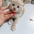1 .5 aylık bebisimize acil kalıcı yuva fotoğraf
