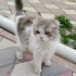 Mia acil yuva arıyor fotoğraf