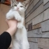 Çok sevecen bebiş yavru fotoğraf