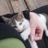 Çok sevecen bebiş yavru fotoğraf