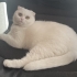 Beyaz meleğim yeni yuvasıni arıyor fotoğraf