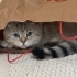 🐾 Yakışıklı oğlumuza ömürlük bir yuva arıyoruz. 🤎🐱 fotoğraf