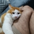 Oğlum aslanı sahiplendiriyorum fotoğraf