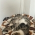 Dişleri yok ve evden atıldı.  Acil yuva lütfen fotoğraf