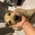 Kurt kırması dolly fotoğraf