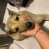 Kurt kırması dolly fotoğraf