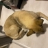 Kurt kırması dolly fotoğraf