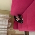 İkiz kardeşler yuva arıyor fotoğraf