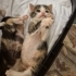 ACİL 🥹 4 haftalık Dünya Tatlısı Bebeklerin Anne ve Babası Olur musunuz Lütfen fotoğraf