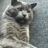 Uzay, onu tanıyınca asla vazgeçemeyeceksiniz, en iyi arkadaşınız olacak 🐾 fotoğraf