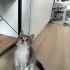 Ücretsiz yavru kedi sahiplendirme fotoğraf