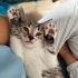 Ücretsiz yavru kedi sahiplendirme fotoğraf