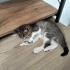 Ücretsiz yavru kedi sahiplendirme fotoğraf